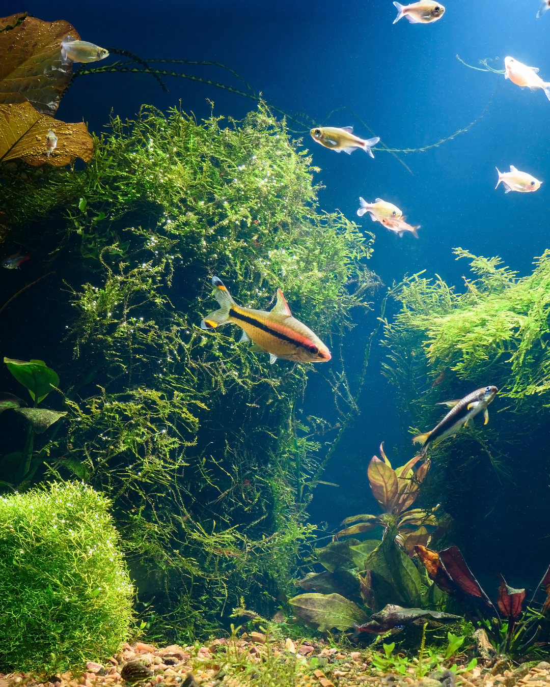 Fresh Water products